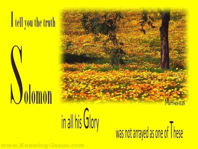 Matthew 6:29 Solomon In All His Glory (brown)